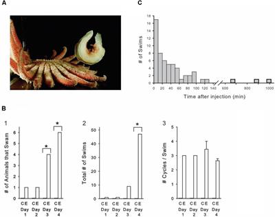 An Argument for Amphetamine-Induced Hallucinations in an Invertebrate